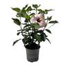 Flowering Hibiscus