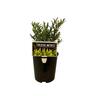 Hebe Otari Delight 1.9 litre
