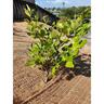 Erosion Control Matting