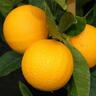 Orange Harwood Late