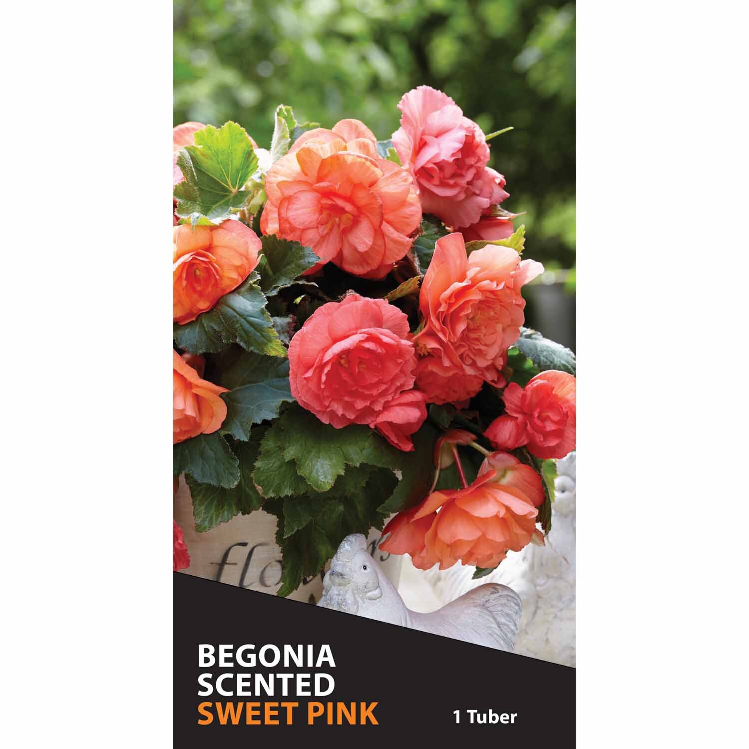 Begonia Fragrant 'Sweet Pink'