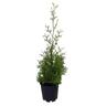 Thuja occidentalis 'Pyramidalis' 3.3 litre