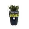 Hebe Odora 1.9 litre