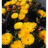 Mesembryanthemum Sungold