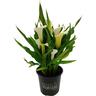 Zantedeschia