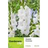Gladioli Puravida Pack of 5