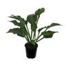 Hosta Krossa Regal