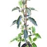 Hoheria Populnea Alba Variegata 4L