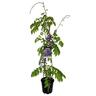 Wisteria Black Dragon