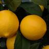 Dwarf Meyer Lemon Tree