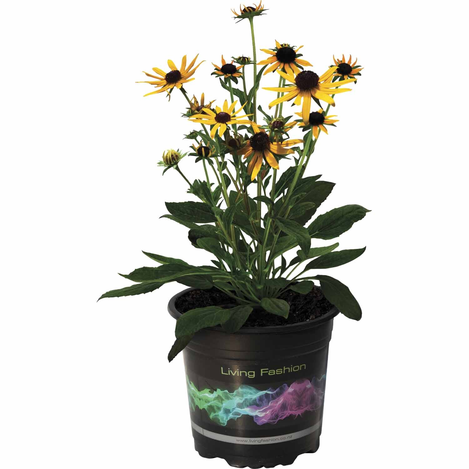 Rudbeckia Little Gold Star