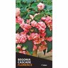 Begonia Cascade 'Florence'