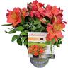 Altroemeria Summer Holiday