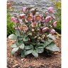 Helleborus 'Penny's Pink'