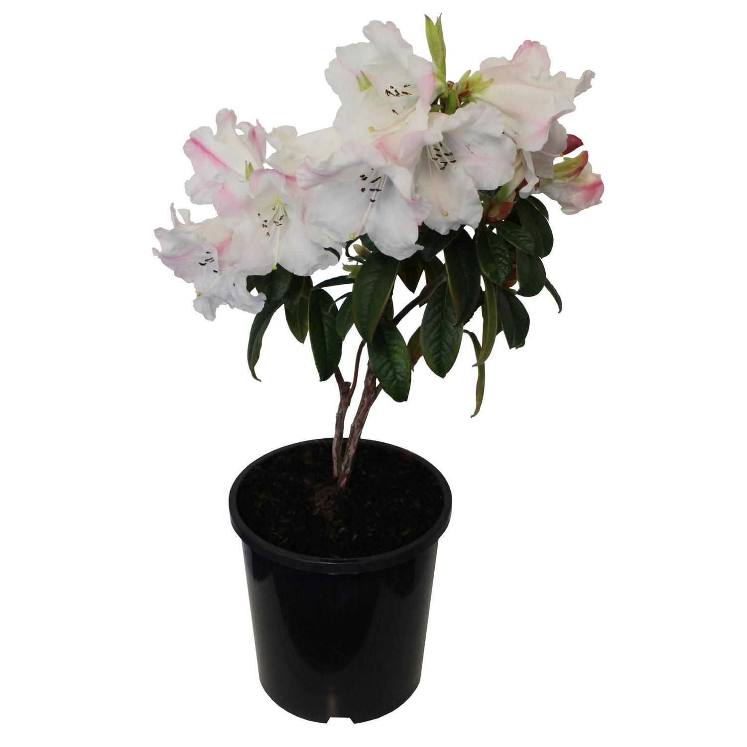 Rhododendron 'Princess Alice'