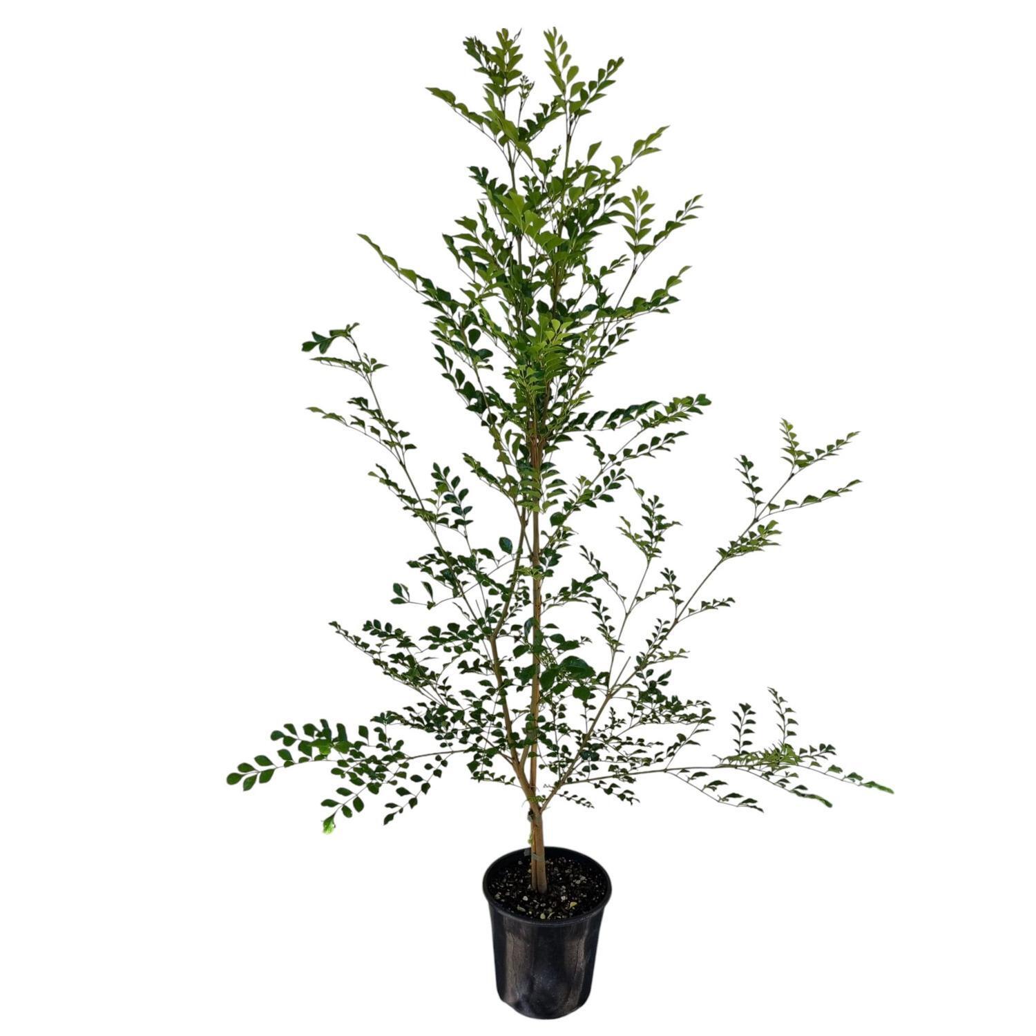 Fraxinus Griffithi 4L