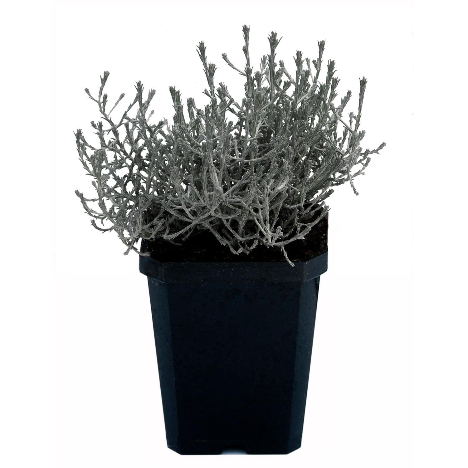 Caleocephalus Brownii