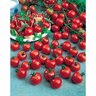 Tomato 'Sweet 100'