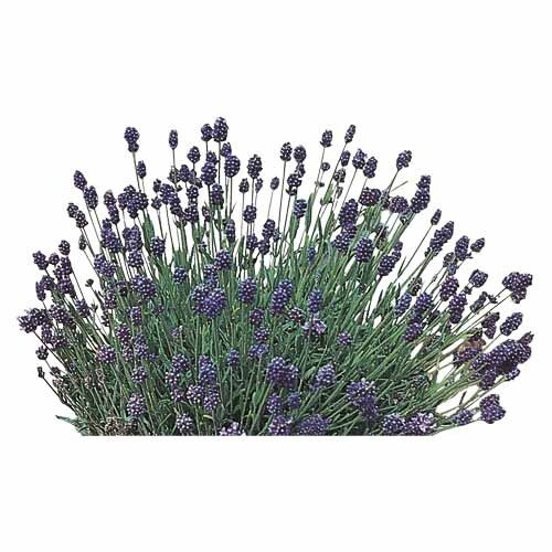 Lavender English Blue Mountain