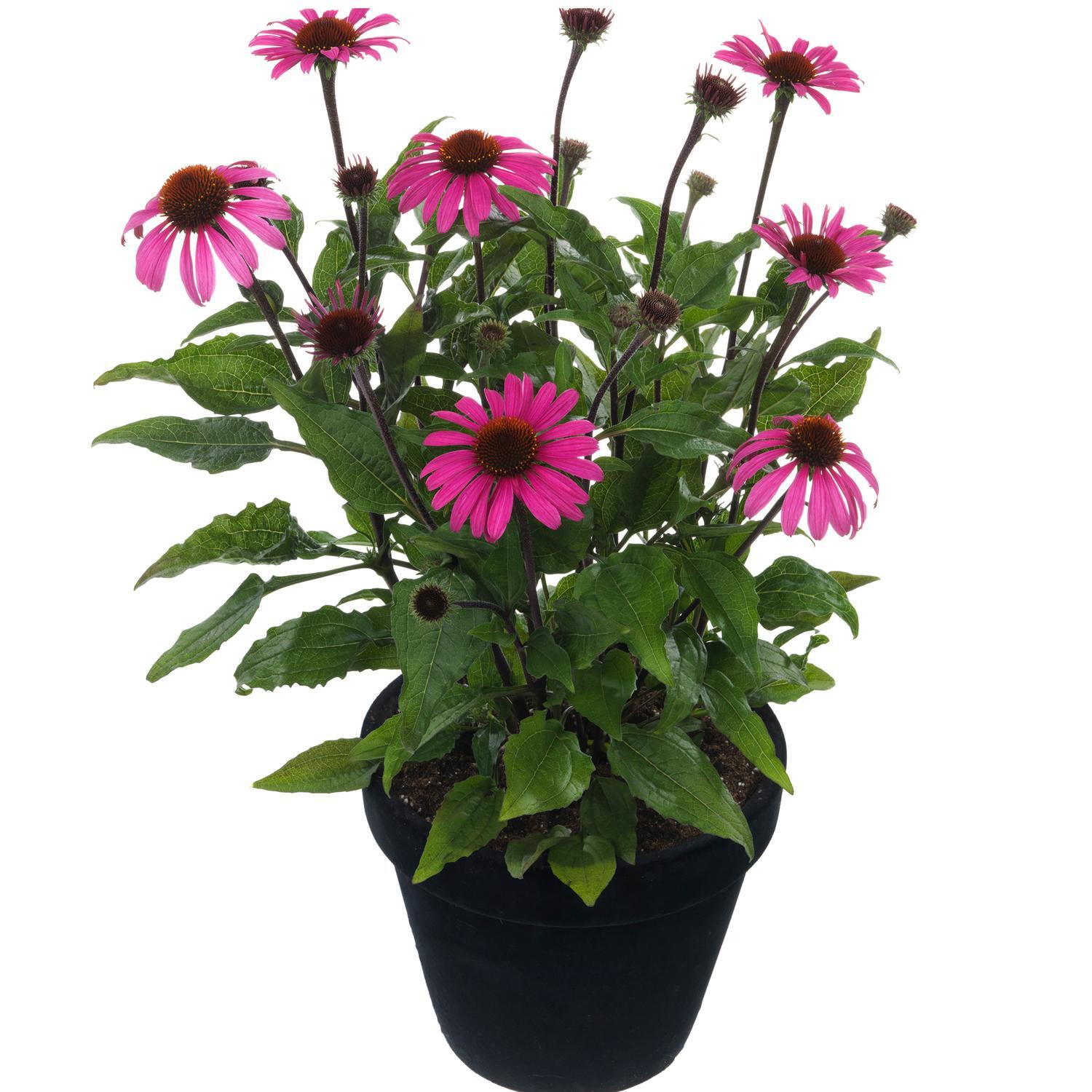 Echinacea Awake Moodz
