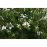 Westringia Fruticosa Grey Box