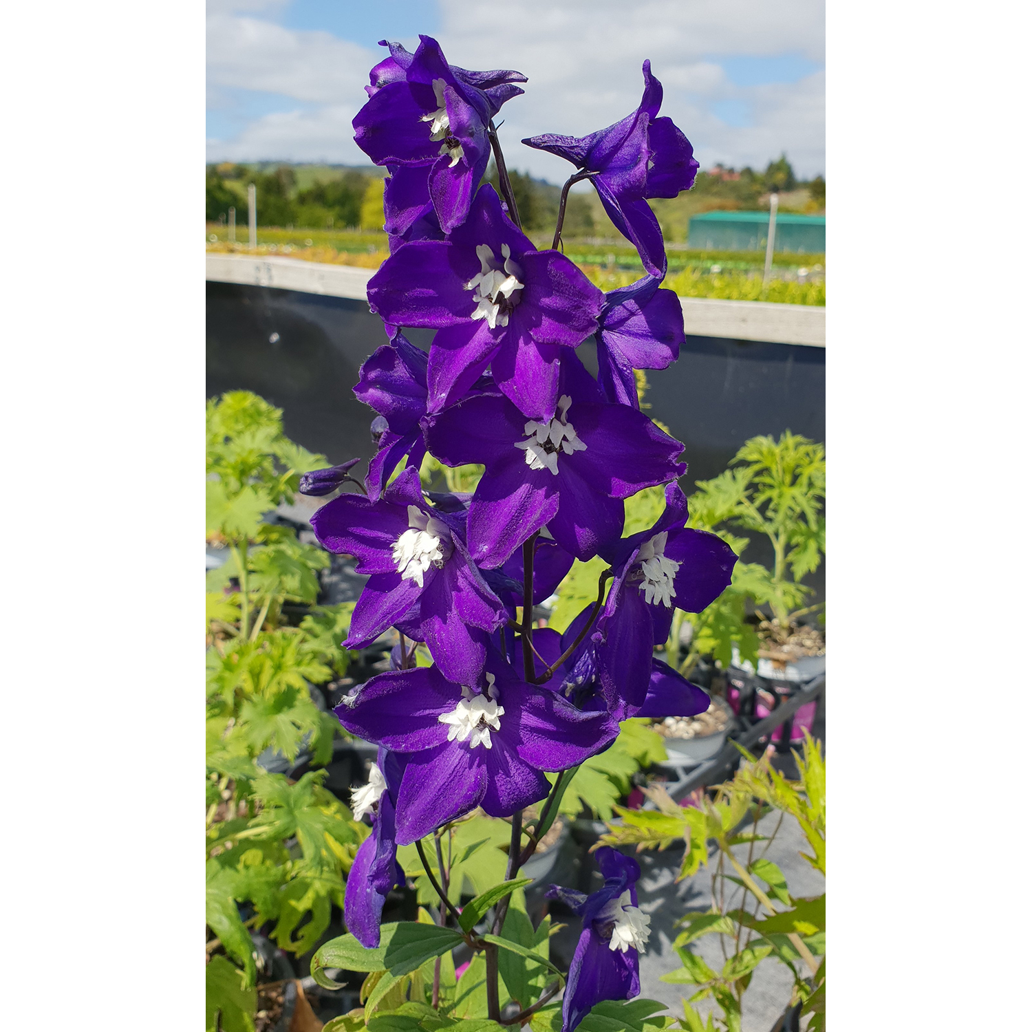 Delphinium King Arthur