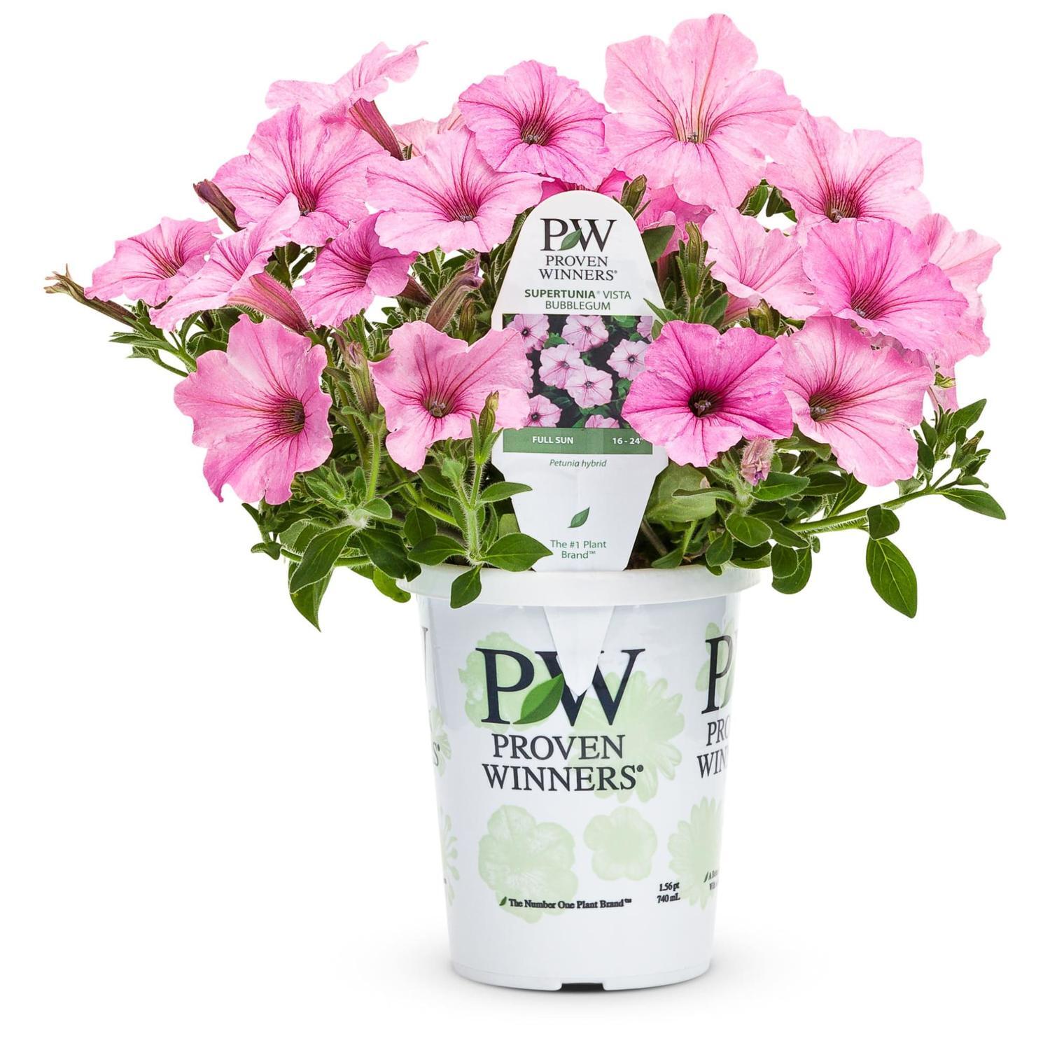 Supertunia Vista Bubblegum
