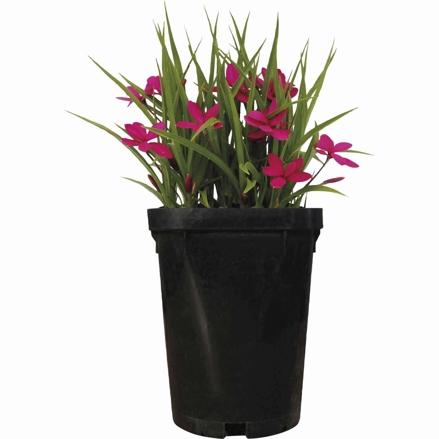 Rhodohypoxis Millodes Claret