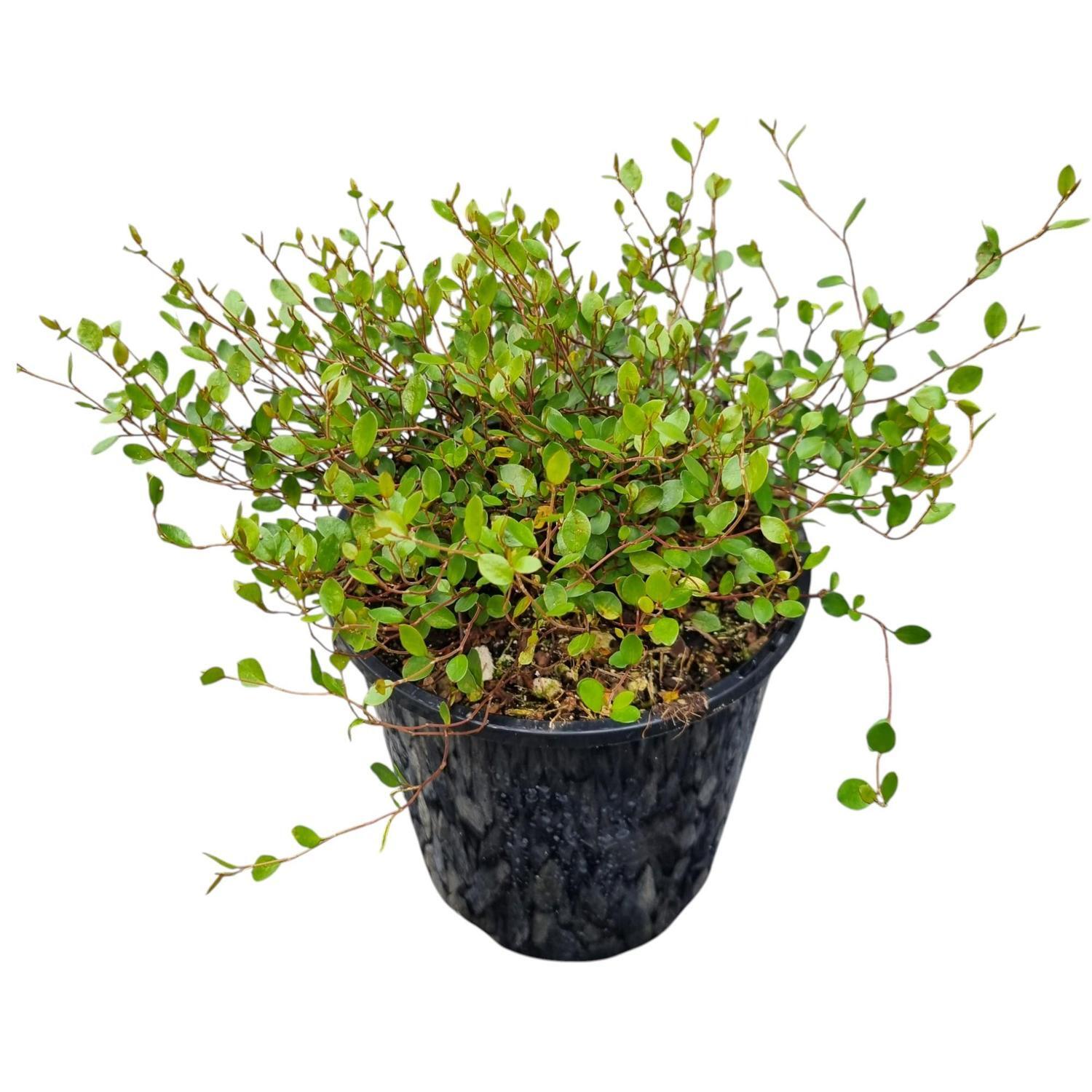 Muehlenbeckia Axillaris 2L