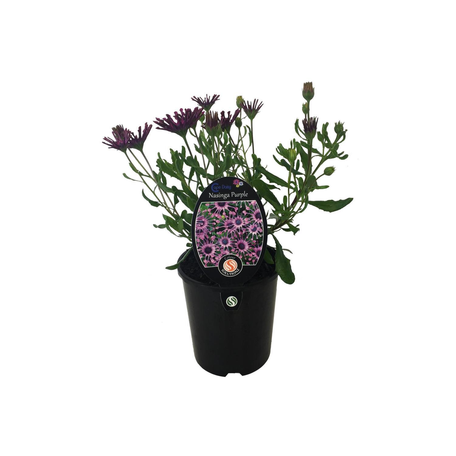 Cape Daisy Nasinga