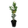 Mandarin Encore, Dwarf