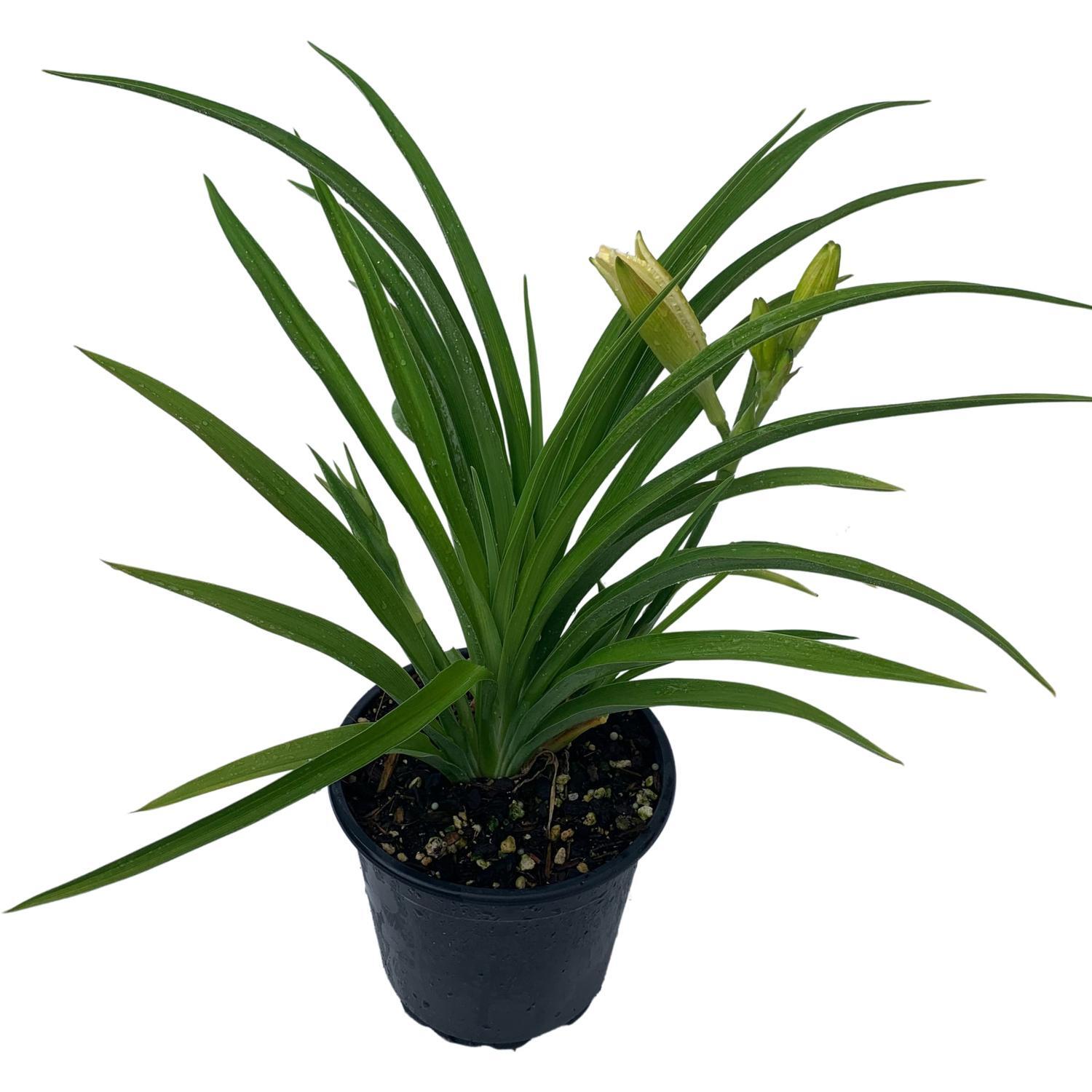 Hemerocallis 'Joan Senior'