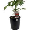 Grafted Tomato Money Maker 140mm