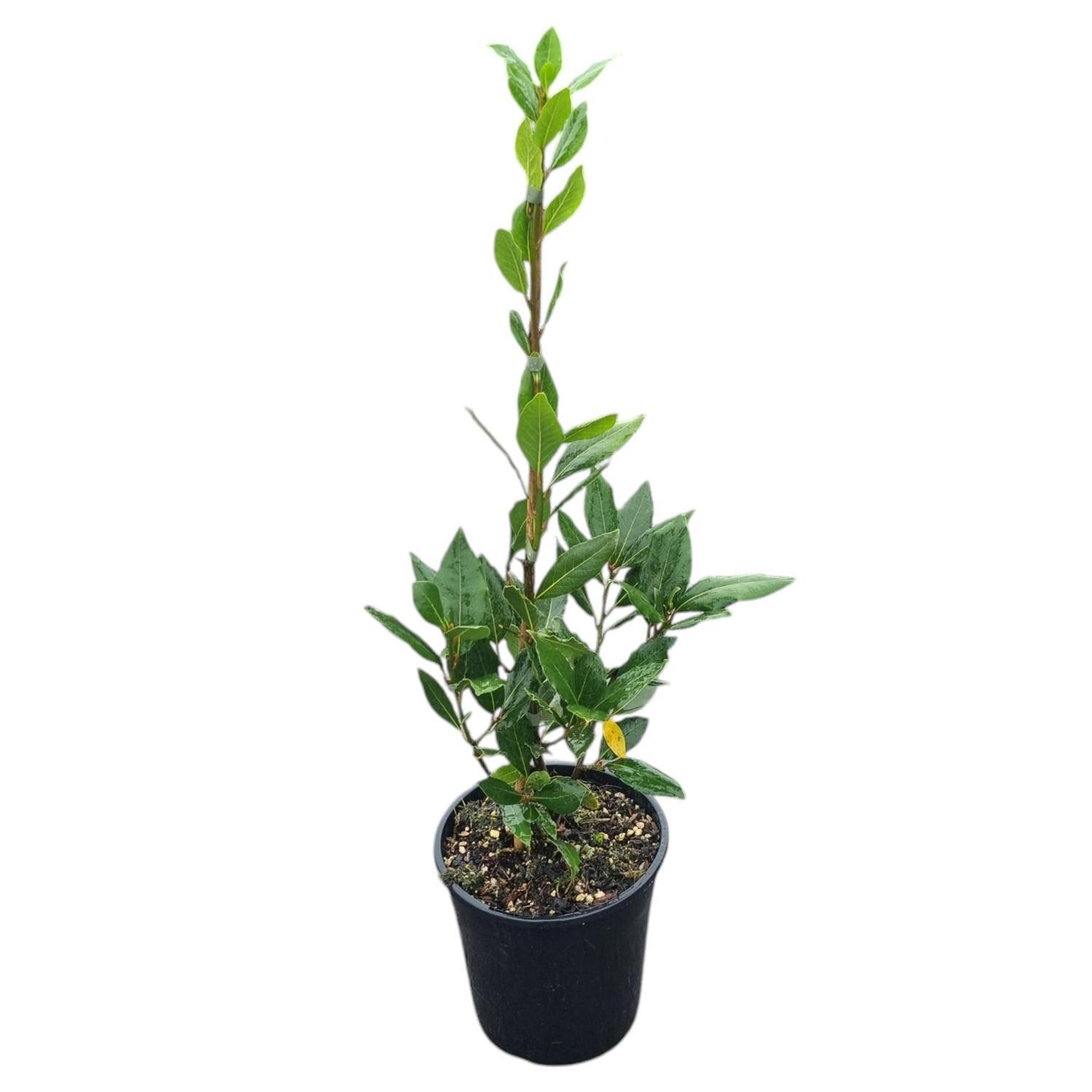 Laurus Nobilis 'Bay Tree' 4L