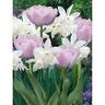 Spring Collection Pole Position 10 Pack
