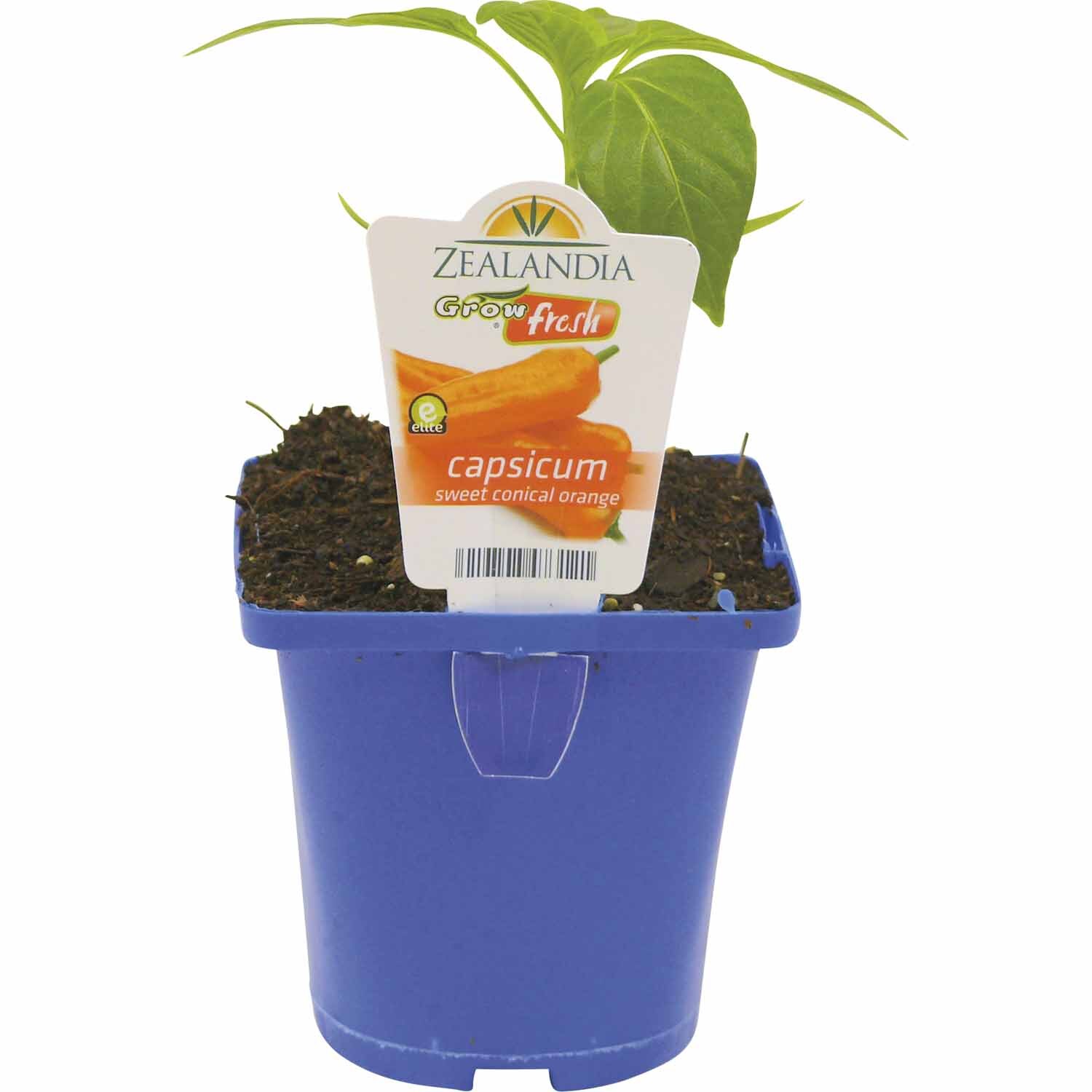 Capsicum Sweet Conical Orange