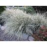 Lomandra White Sands PVR 1.9 litre
