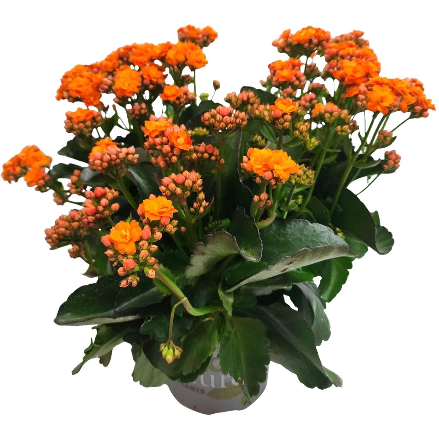 Kalanchoe Specimen