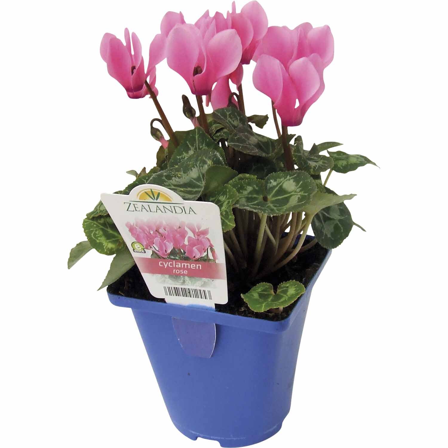 Miniature Cyclamen 'Rose'