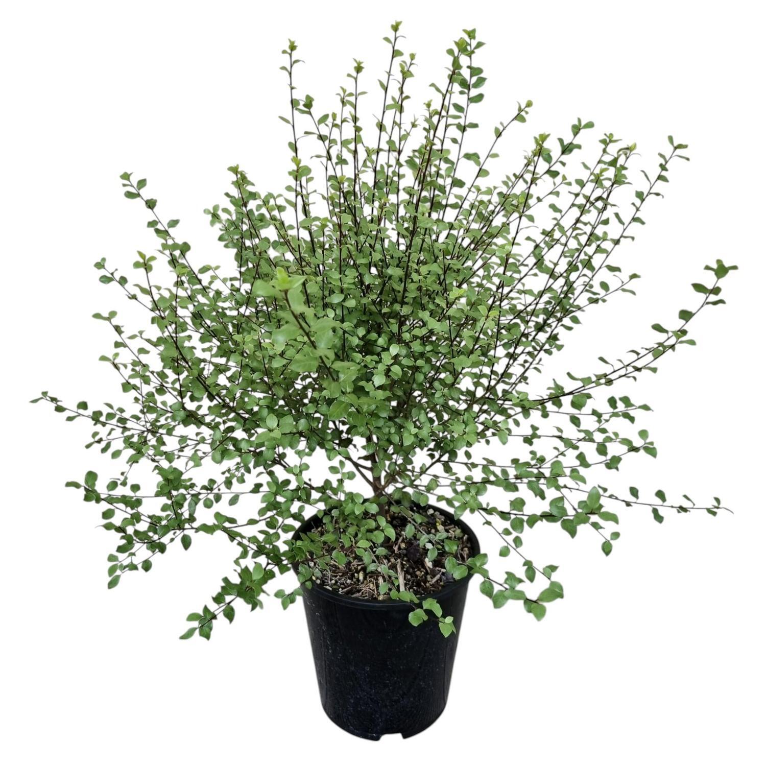 Pittosporum Oliver Twist 2L
