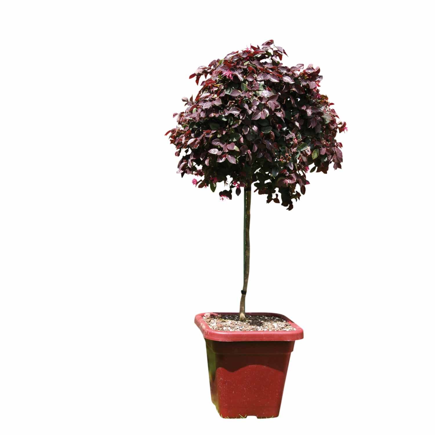 Loropetalum Burgundy Standard