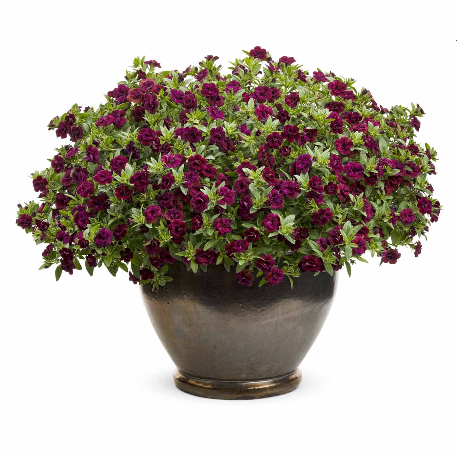 Calibrachoa Double Plum