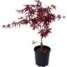Acer Palmatum 3L
