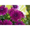 Osteospermum 3d Double Purple Explosion
