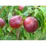 Nectarine ‘Fantasia’