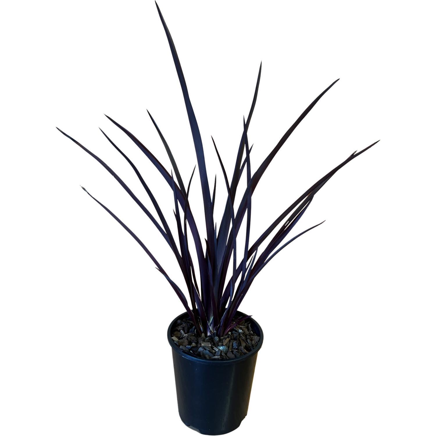 Phormium Royal Flush