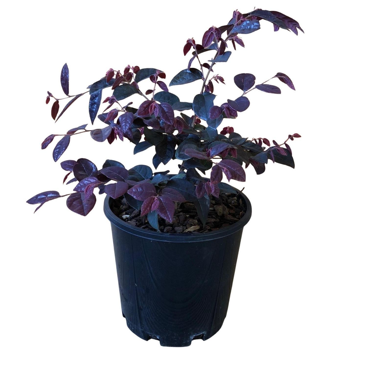 Loropetalum Plum Gorgeous 4.5 litre Purple