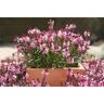 Gaura Lillipop Blush