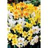 Daffodil Fragrant Mix