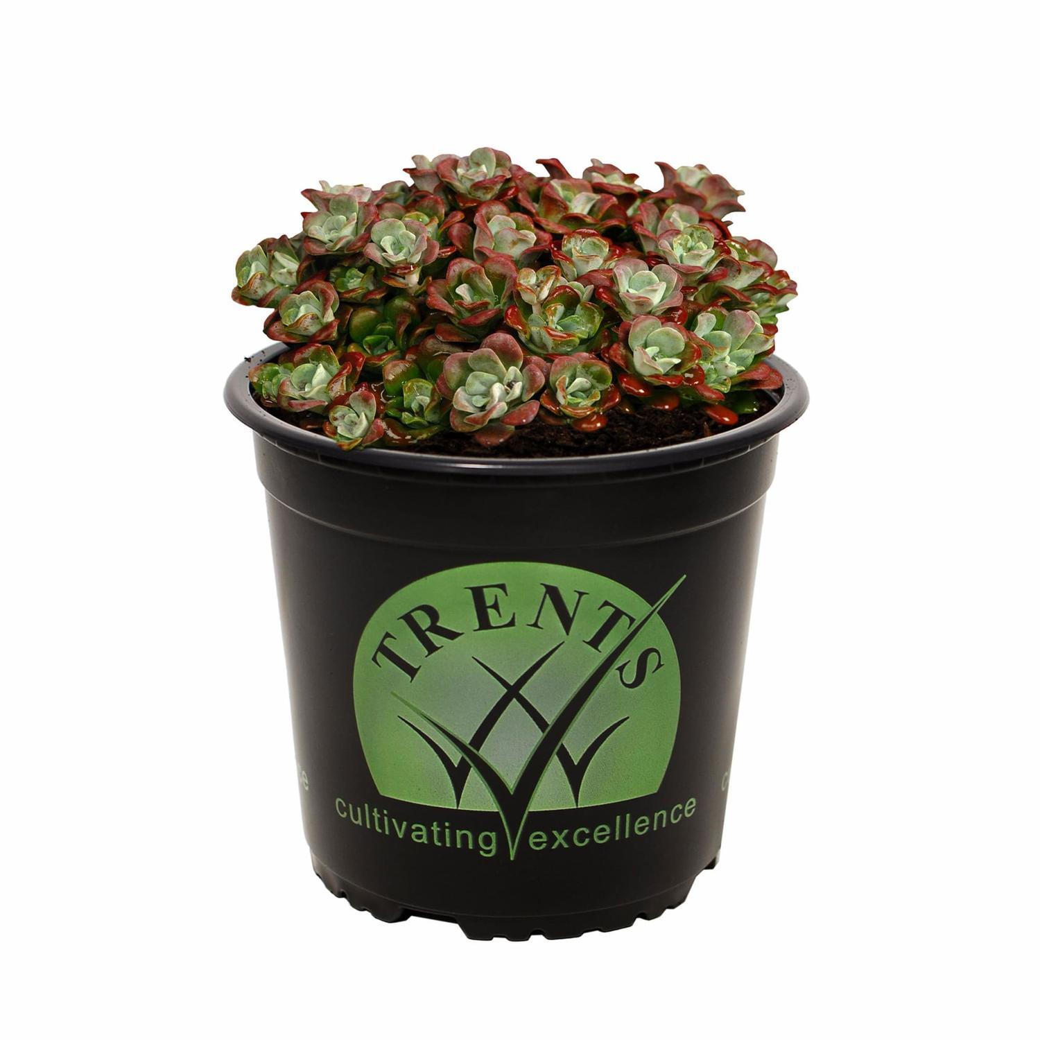 Sedum Cape Blanco